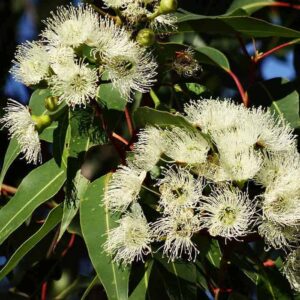 Baak Detailhandel Jacob Hooy Eucalyptus