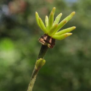 Baak Detailhandel Jacob Hooy Ylang Ylang