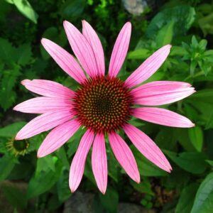 Echinacea Purpurea Zonnehoed Baak Detailhandel