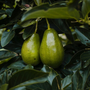 Avocado Boom Baak Detailhandel